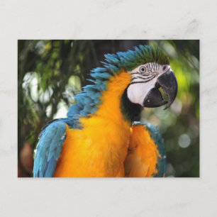 Blå och Gult Macaw Vykort