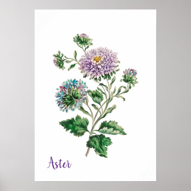  Blå och lila akvarell botanisk aster  Poster (Framsidan)
