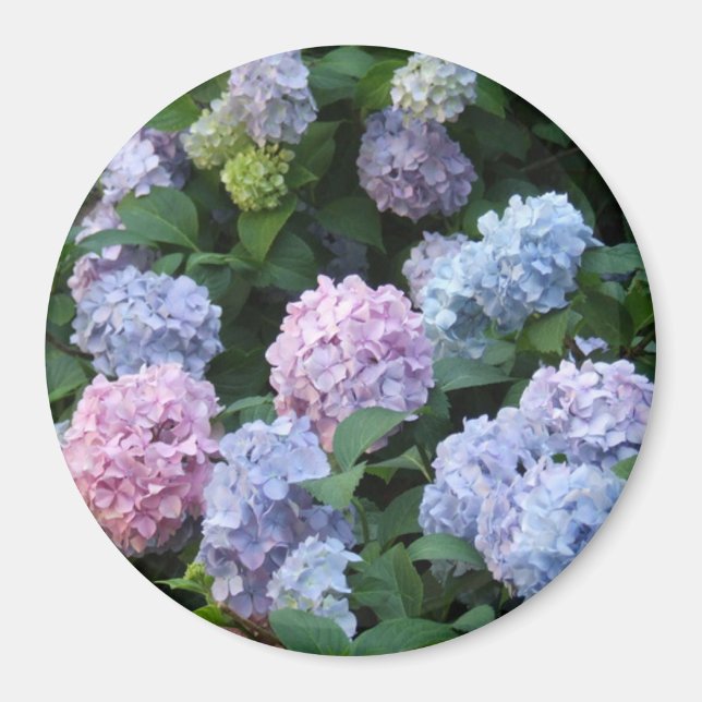 Blå och Lila Hydrangea Magnet (Framsidan)