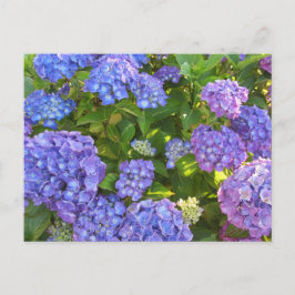 Blå och lila hydrangeor vykort
