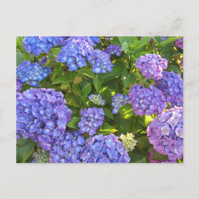 Blå och lila hydrangeor vykort (Framsida)