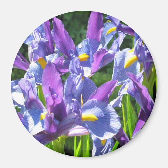 Blå och Lila Irises Magnet (Framsidan)