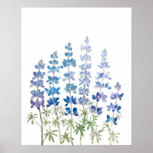 Blå och lila lupin blommor, vattenfärg poster