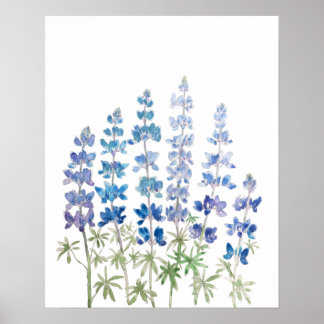 Blå och lila lupin blommor, vattenfärg poster