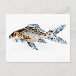 Blå och Orange Shubunkin Goldfish Fine Art Vykort