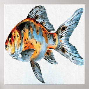 Blå och Orange Shubunkin Goldfish Poster