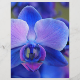 Blå och Rosa Orchid