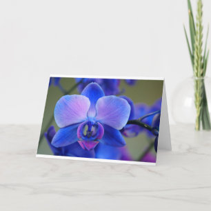 Blå och Rosa Orchid Helgkort