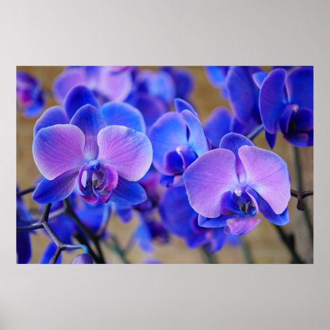 Blå och Rosa Orchids Poster (Framsidan)