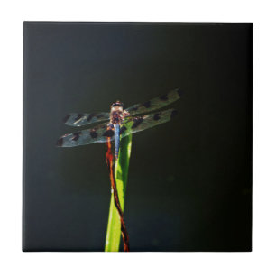 Blå och svart Dragonfly på grönt och rött gräs Kakelplatta