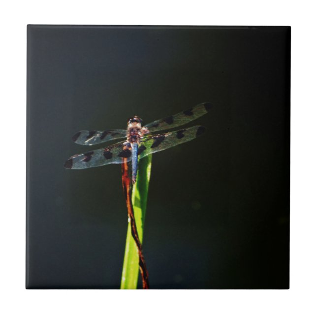 Blå och svart Dragonfly på grönt och rött gräs Kakelplatta (Framsidan)