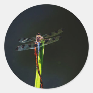 Blå och svart Dragonfly på grönt och rött gräs Runt Klistermärke