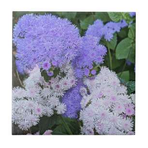 Blå och vit Ageratum Flowers Blommigt Kakelplatta