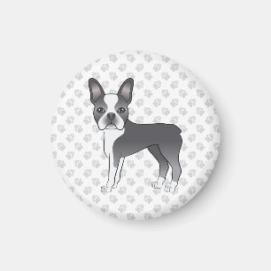 Blå Och Vit Boston Terrier Tecknad Hund & Tassar Magnet