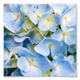 Blå och vit Hydrangea Flower Fototryck