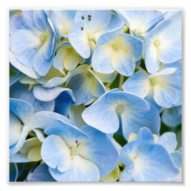 Blå och vit Hydrangea Flower Fototryck (Framsidan)