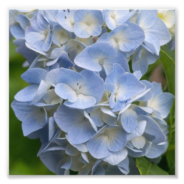Blå och vit Hydrangea Flower Fototryck (Framsidan)