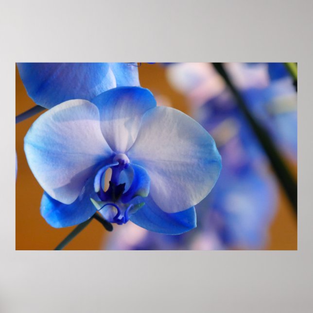 Blå och vit orchid poster (Framsidan)