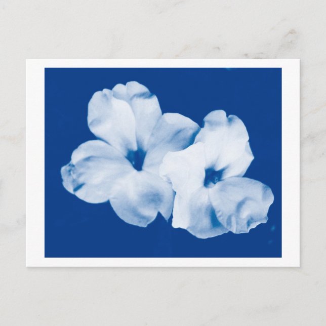 Blå och vit vykort (Framsida)