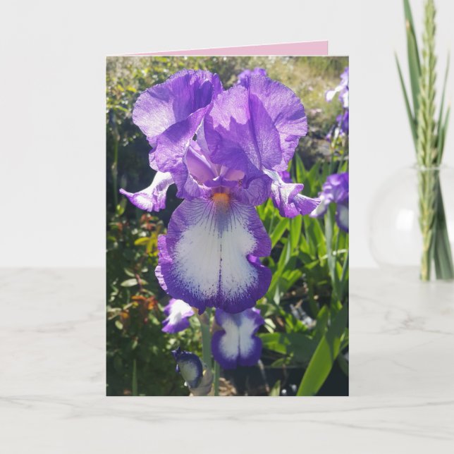 Blå och vita skäggirisblommor blomkort kort (Framsida)