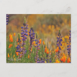 Blå ökningsblommor och Orange Vykort