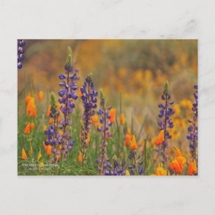 Blå ökningsblommor och Orange Vykort