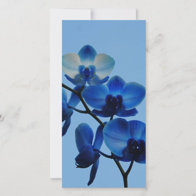 Blå Ordhid (Framsida)