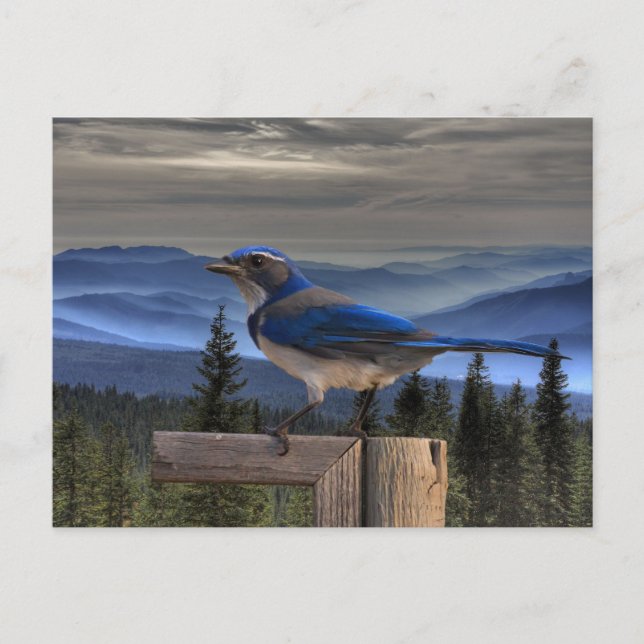 BLÅ PÅ BLÅ VYKORT (Framsida)