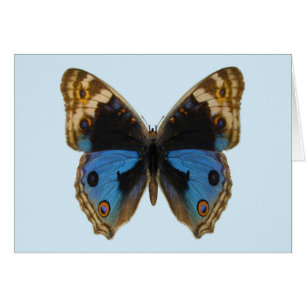 Blå Pansy Fjäril Hälsningskort
