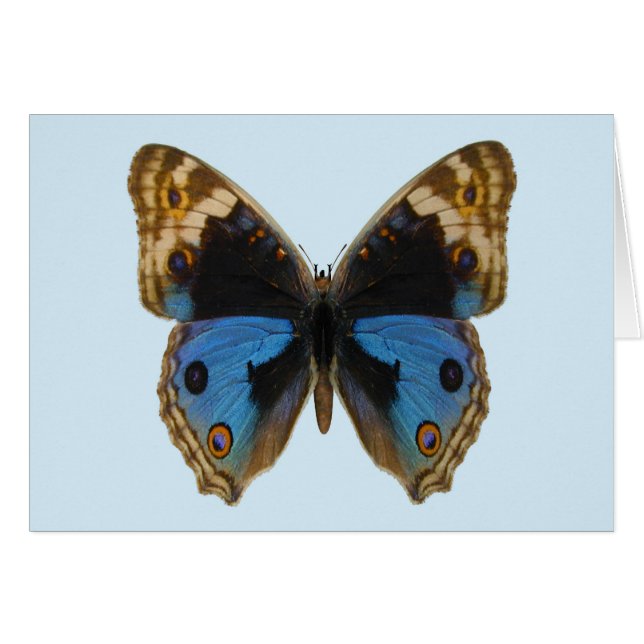 Blå Pansy Fjäril Hälsningskort (Framsidan Horizontal)