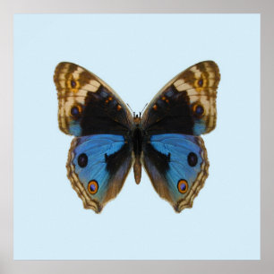 Blå Pansy Fjäril Poster