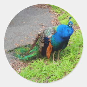 Blå peacock #1 Stickers Runt Klistermärke