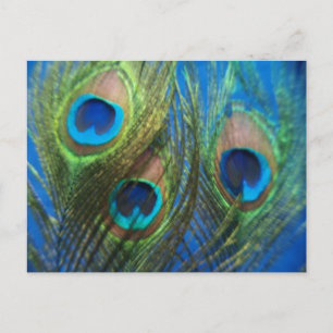 Blå peacock Feathers Vykort