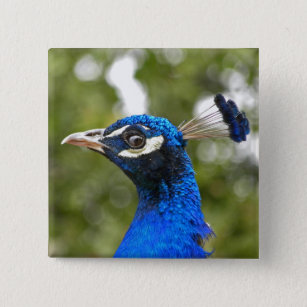 Blå Peacock Porträtt, knapp