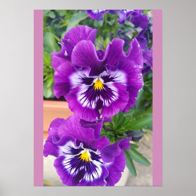 Blå pensé Penséer Blomma Trädgård Poster (Framsidan)