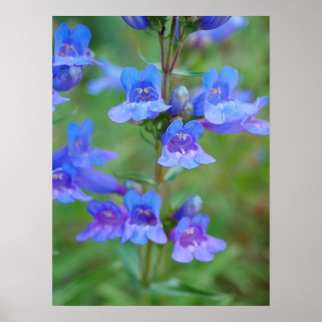 Blå penstemon Flowers Poster (Framsidan)