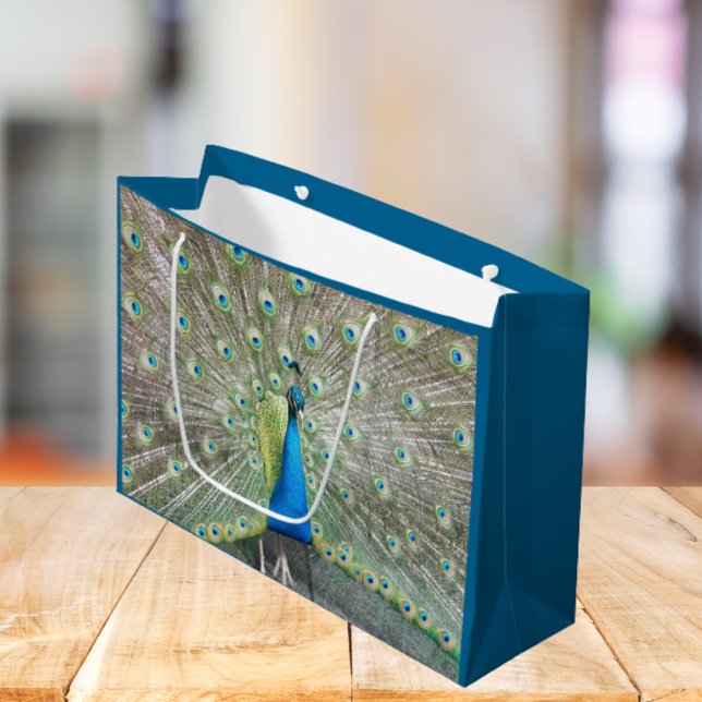 Blå persikor Feather Plumage (In Situ)