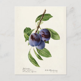Blå Plommon (Prunus Domestica) Fruktmålning Vykort
