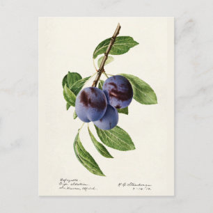 Blå Plommon (Prunus Domestica) Fruktmålning Vykort