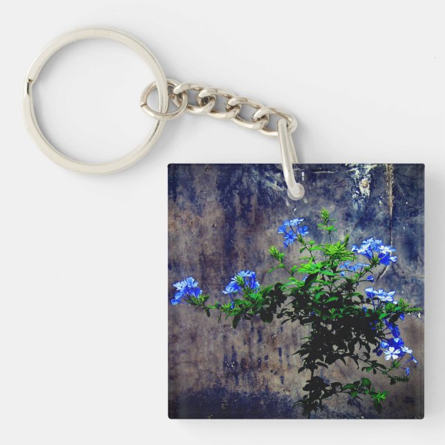 Blå Plumbago   (Framsidan)