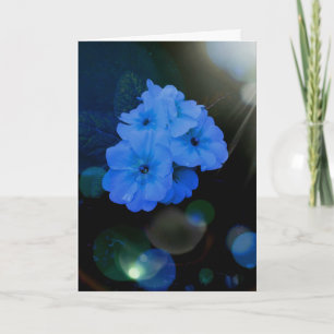 Blå primerblommor kort