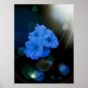 Blå primerblommor poster