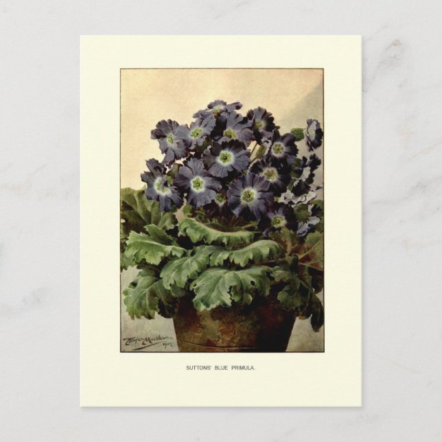 Blå primula vykort (Framsida)