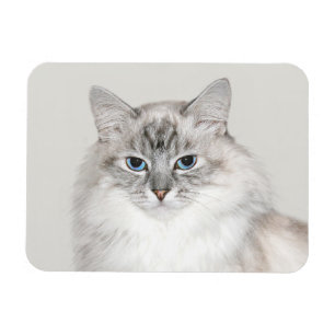 Blå punkt Himalayan-katt Magnet
