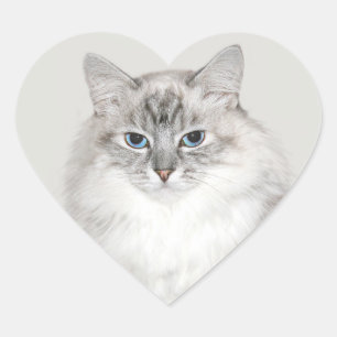Blå punkt Himalayska katt Hjärtformat Klistermärke