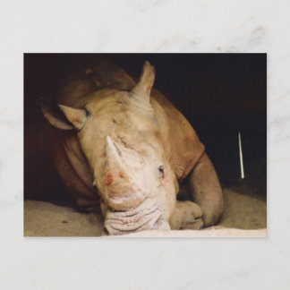 blå rhino vykort