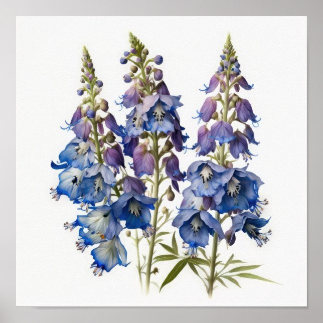 Blå Riddarsporre Blomma Konsttryck Poster (Framsidan)