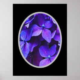 BLÅ RÖD Hortensia Poster