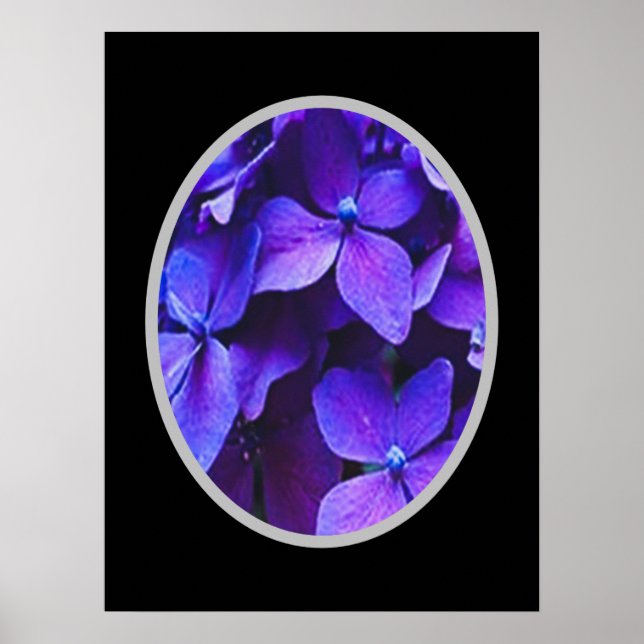 BLÅ RÖD Hortensia      Poster (Framsidan)