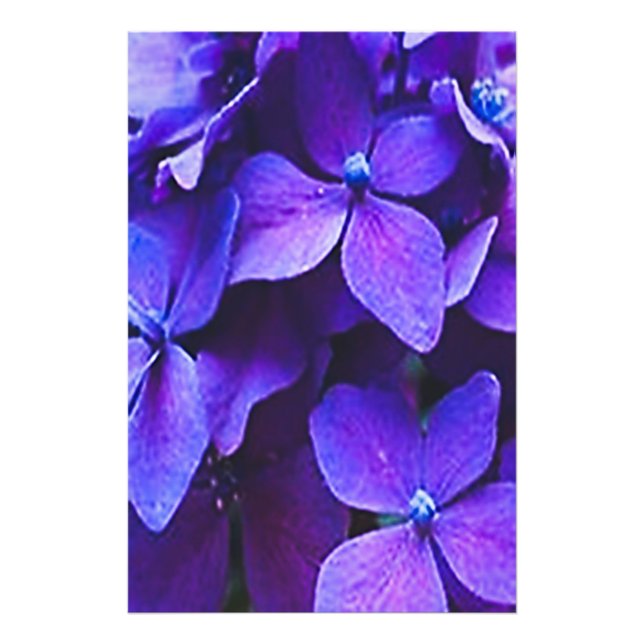BLÅ RÖD HYDRANGEA Fotoförstoring Fototryck (Framsidan)